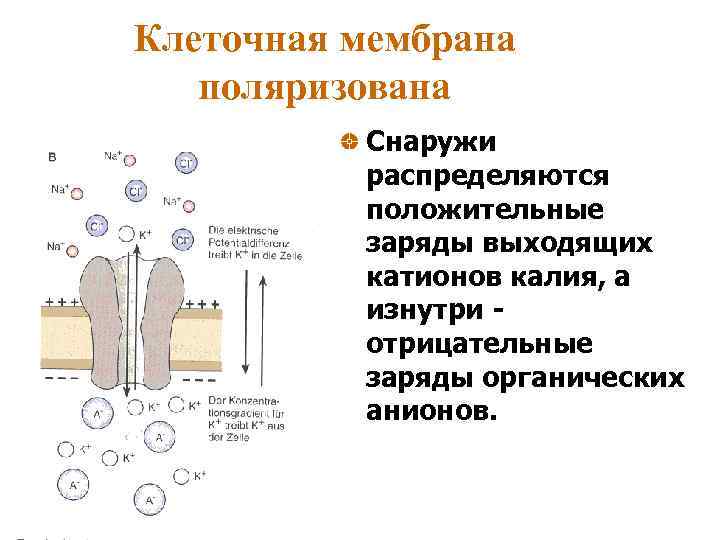 Клеточная мембрана поляризована Снаружи распределяются положительные заряды выходящих катионов калия, а изнутри отрицательные заряды