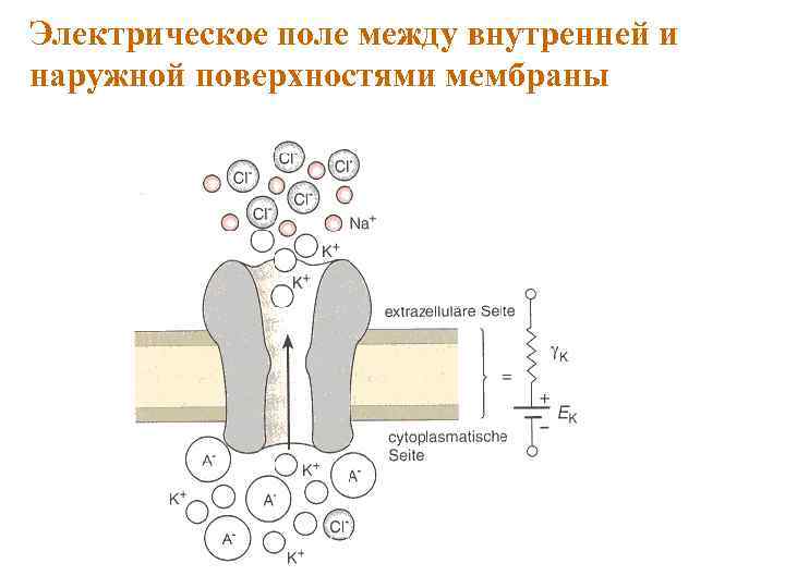 Электрическое поле между внутренней и наружной поверхностями мембраны 