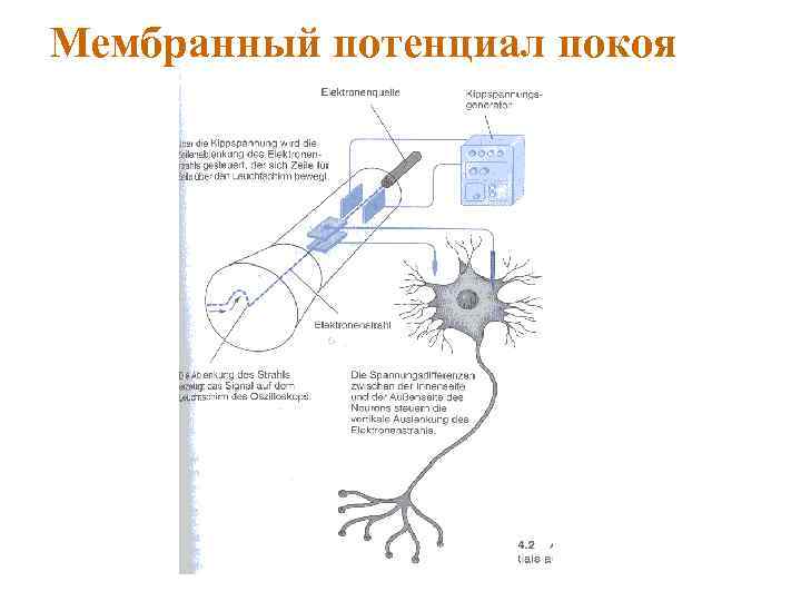 Мембранный потенциал покоя 