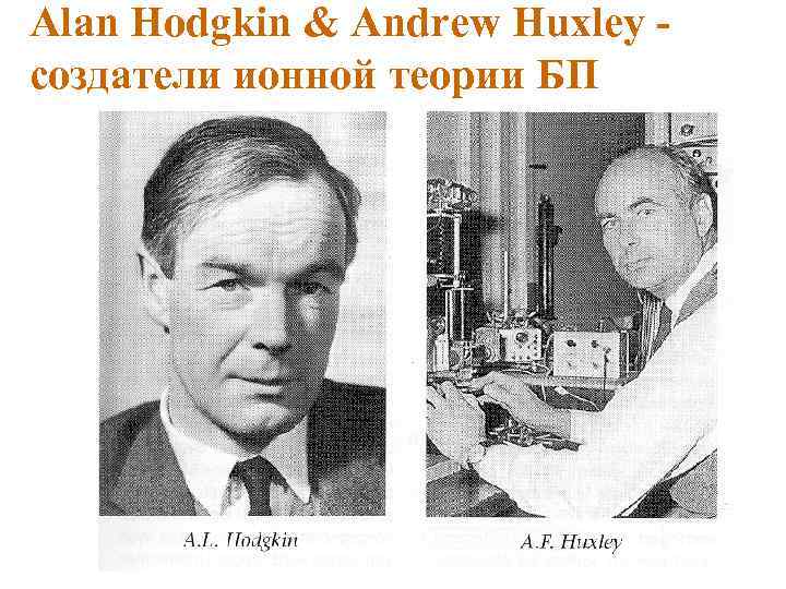 Alan Hodgkin & Andrew Huxley создатели ионной теории БП 