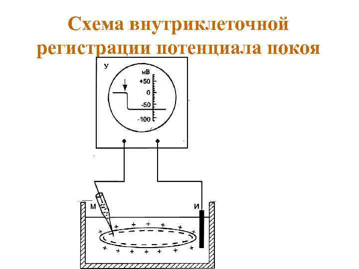 Схема внутриклеточной регистрации потенциала покоя 