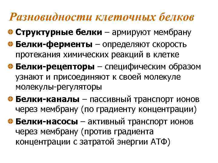 Разновидности клеточных белков Структурные белки – армируют мембрану Белки-ферменты – определяют скорость протекания химических