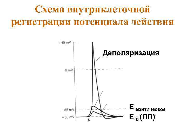 Схема внутриклеточной регистрации потенциала действия Деполяризация Е критическое Е 0 (ПП) 