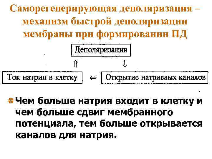 Саморегенерирующая деполяризация – механизм быстрой деполяризации мембраны при формировании ПД Чем больше натрия входит