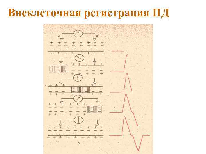 Внеклеточная регистрация ПД 