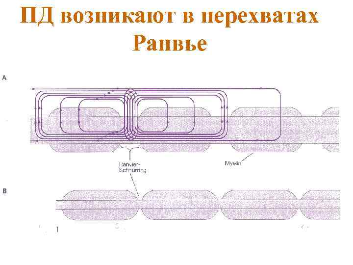 ПД возникают в перехватах Ранвье 