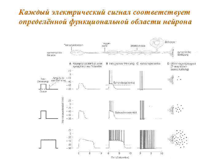 Каждый электрический сигнал соответствует определённой функциональной области нейрона 