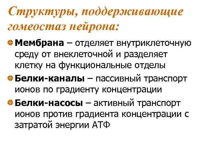 Структуры, поддерживающие гомеостаз нейрона: Мембрана – отделяет внутриклеточную среду от внеклеточной и разделяет клетку