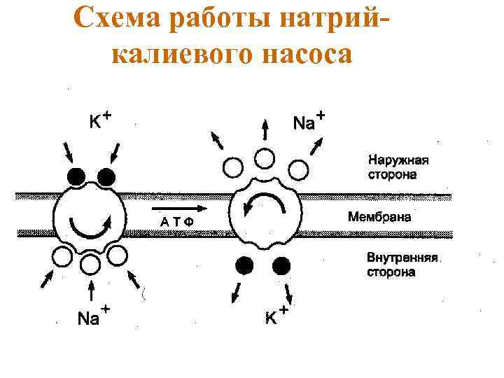 Схема работы натрийкалиевого насоса 