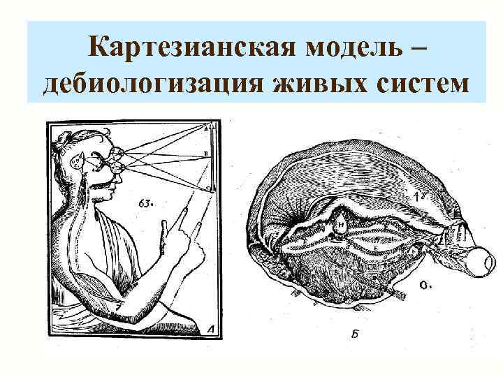 Картезианская модель – дебиологизация живых систем 
