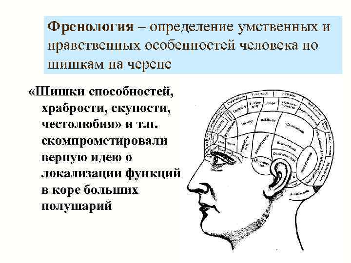 Френология – определение умственных и нравственных особенностей человека по шишкам на черепе «Шишки способностей,