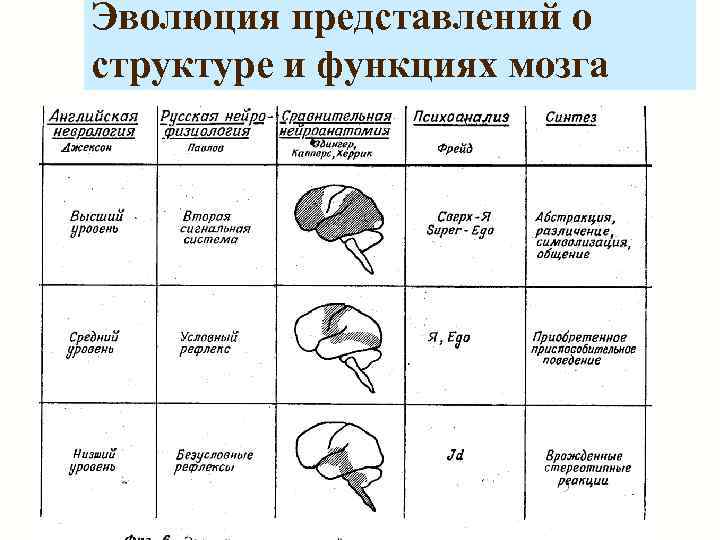 Эволюция представлений о структуре и функциях мозга 