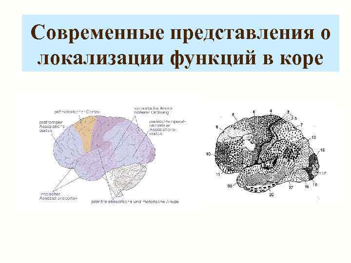 Современные представления о локализации функций в коре 