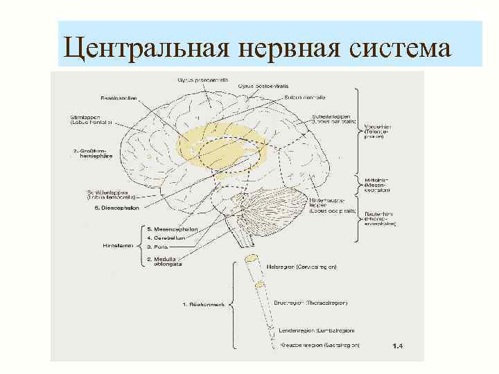Центральная нервная система 
