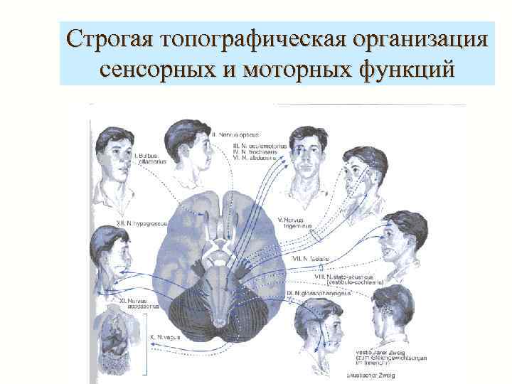 Строгая топографическая организация сенсорных и моторных функций 
