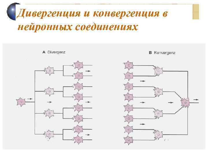 Дивергенция и конвергенция в нейронных соединениях 
