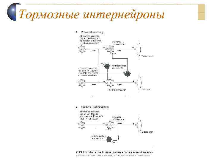 Тормозные интернейроны 