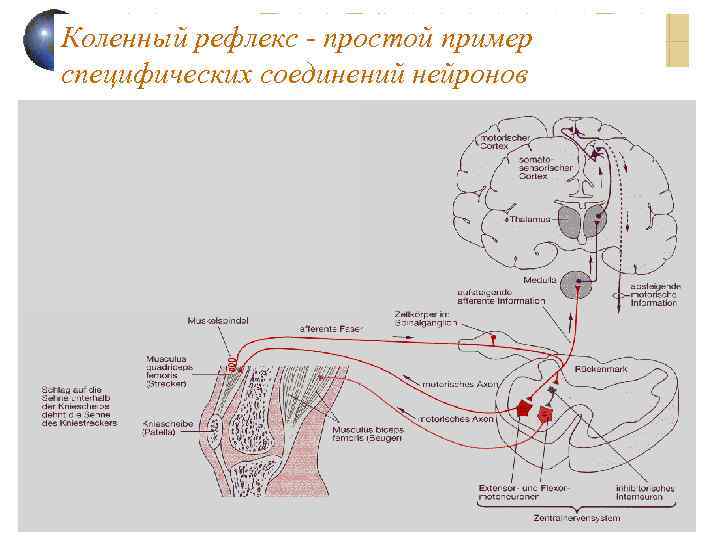 Коленный рефлекс - простой пример специфических соединений нейронов 
