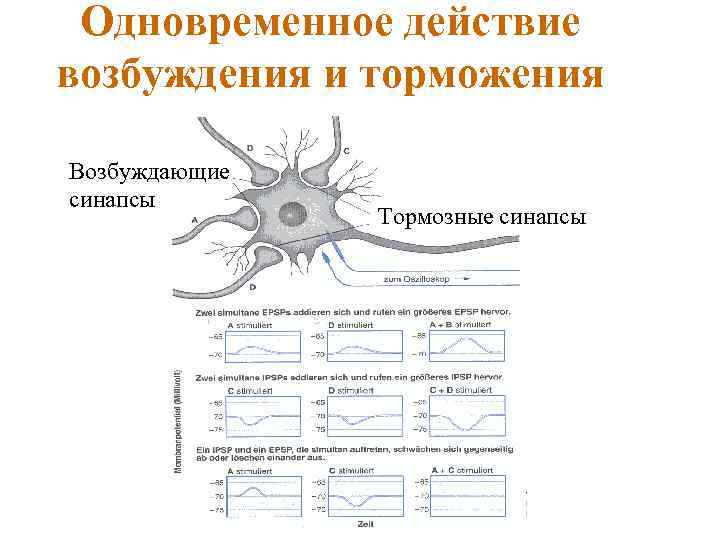 Торможение синапса