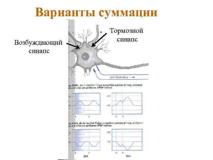 Варианты суммации Возбуждающий синапс Тормозной синапс 