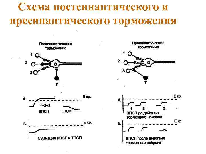 Схема постсинаптического и пресинаптического торможения 
