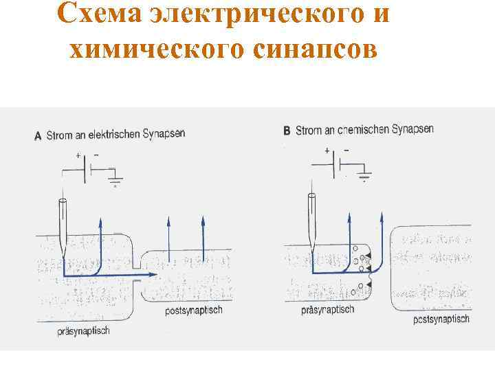 Схема электрического и химического синапсов 