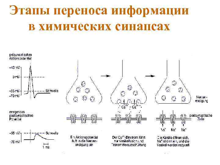 Этапы переноса информации в химических синапсах 
