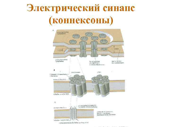 Электрический синапс (коннексоны) 