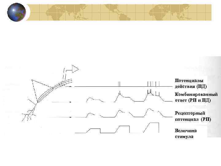 Потенциалы действия (ПД) Комбинированный ответ (РП и ПД) Рецепторный потенциал (РП) Величина стимула 