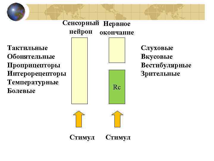 Сенсорный Нервное нейрон окончание Тактильные Обонятельные Проприцепторы Интерорецепторы Температурные Болевые Слуховые Вкусовые Вестибулярные Зрительные