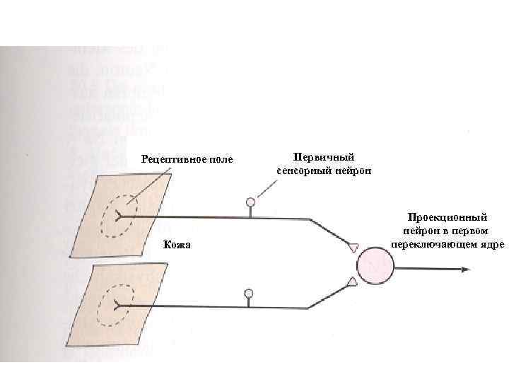 Рецептивное поле Кожа Первичный сенсорный нейрон Проекционный нейрон в первом переключающем ядре 