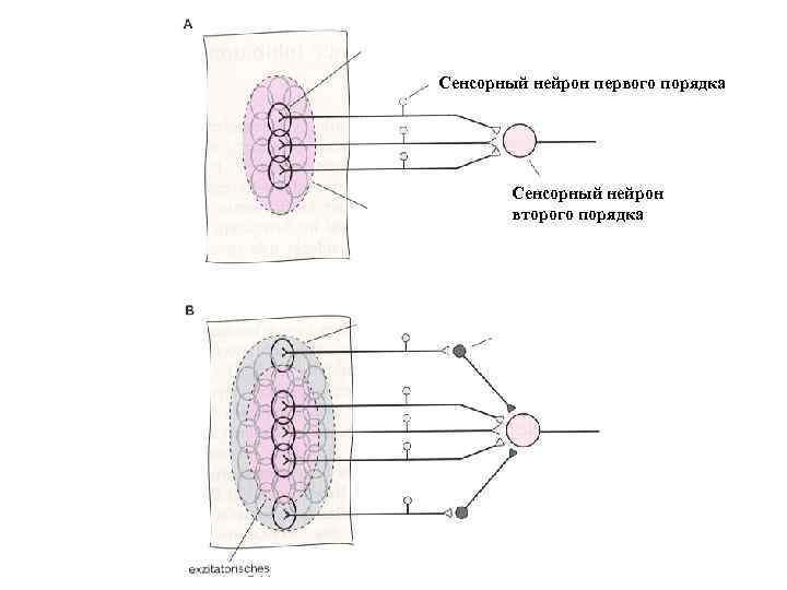 Сенсорный нейрон первого порядка Сенсорный нейрон второго порядка 