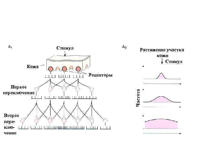 Стимул Растяжение участка кожи Стимул Кожа Первое переключение Второе переключение Частота Рецепторы 