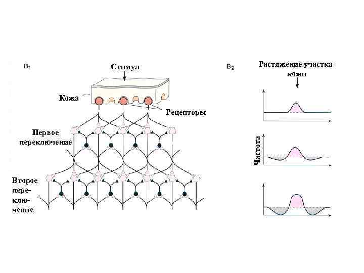 Растяжение участка кожи Стимул Кожа Первое переключение Второе переключение Частота Рецепторы 