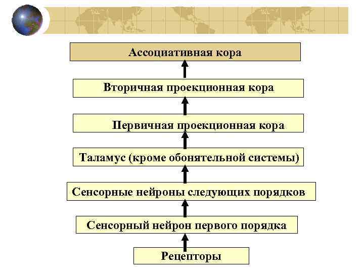 Ассоциативная кора Вторичная проекционная кора Первичная проекционная кора Таламус (кроме обонятельной системы) Сенсорные нейроны
