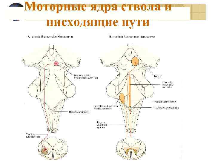 Моторные ядра ствола и нисходящие пути 