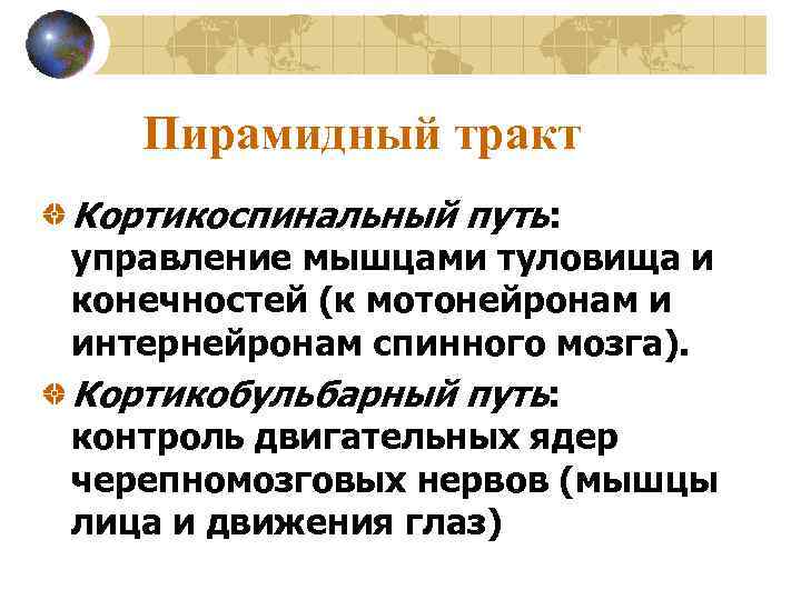 Пирамидный тракт Кортикоспинальный путь: управление мышцами туловища и конечностей (к мотонейронам и интернейронам спинного