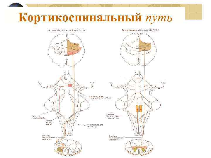 Кортикоспинальный путь 