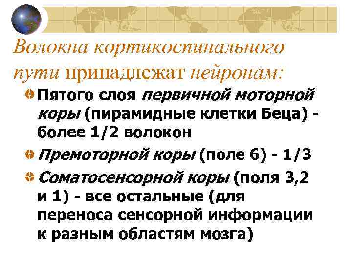 Волокна кортикоспинального пути принадлежат нейронам: Пятого слоя первичной моторной коры (пирамидные клетки Беца) более
