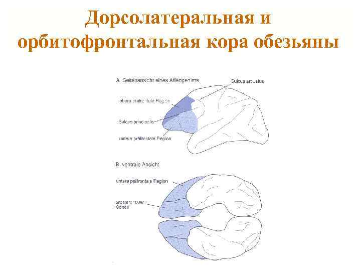 Дорсолатеральная и орбитофронтальная кора обезьяны 