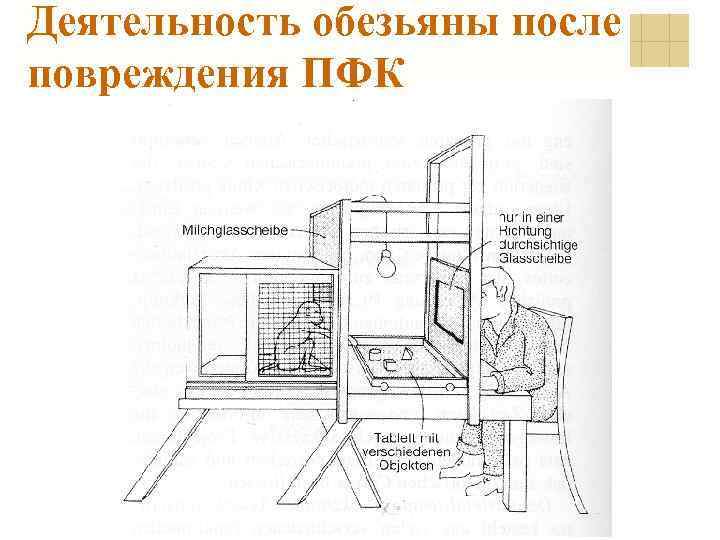 Деятельность обезьяны после повреждения ПФК 