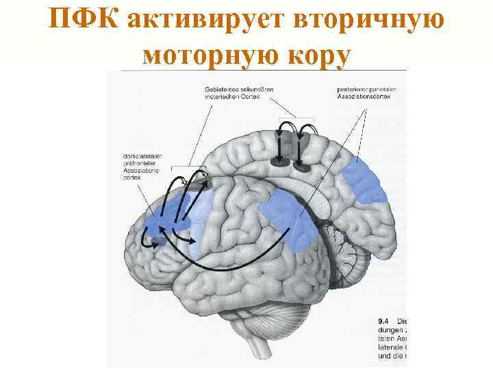 ПФК активирует вторичную моторную кору 