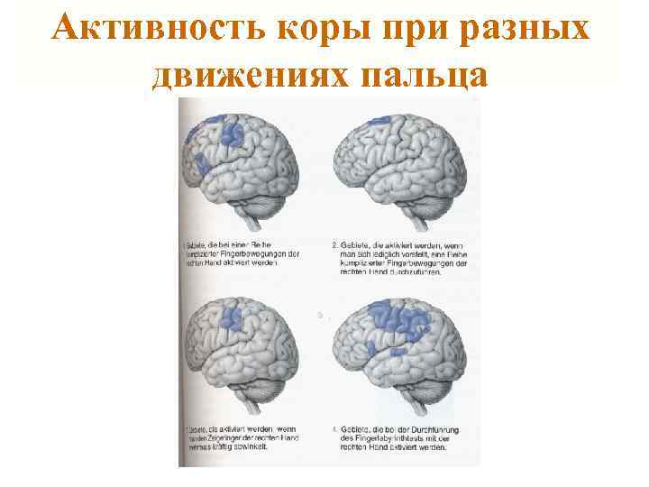 Активность коры при разных движениях пальца 