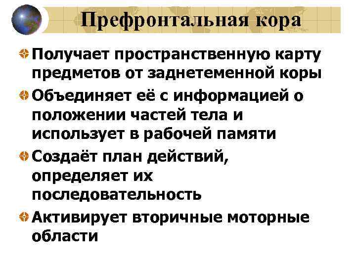 Префронтальная кора Получает пространственную карту предметов от заднетеменной коры Объединяет её с информацией о