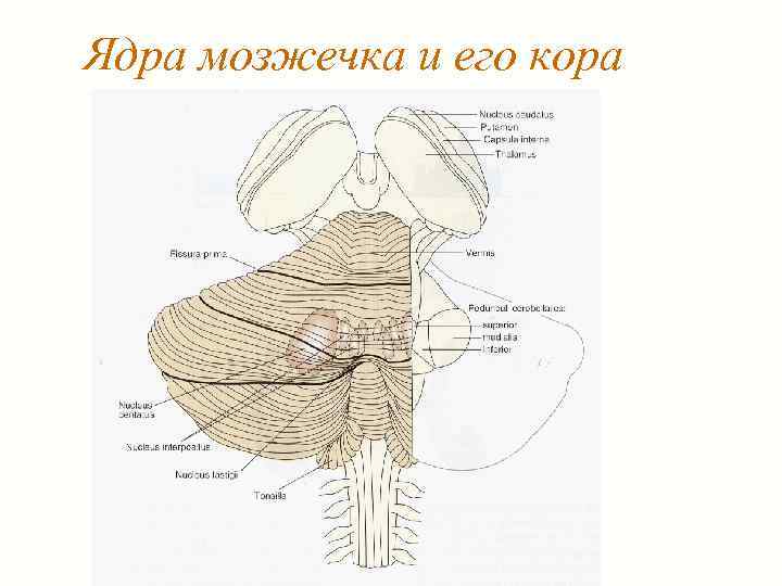 Ядра мозжечка и его кора 