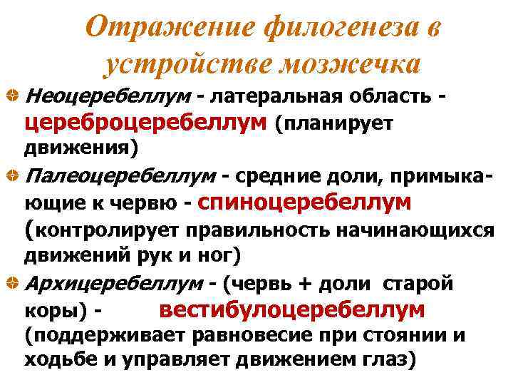 Отражение филогенеза в устройстве мозжечка Неоцеребеллум - латеральная область - цереброцеребеллум (планирует движения) Палеоцеребеллум