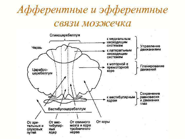 Афферентные и эфферентные связи мозжечка 