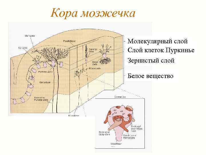 Кора мозжечка Молекулярный слой Слой клеток Пуркинье Зернистый слой Белое вещество 