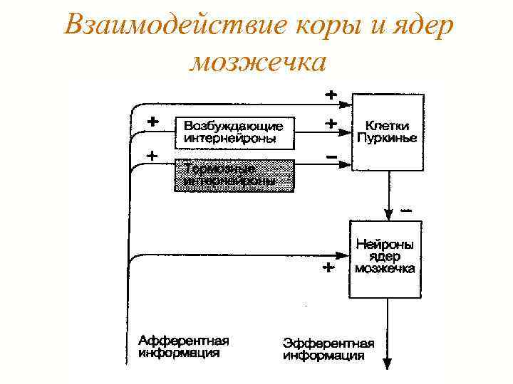 Взаимодействие коры и ядер мозжечка 