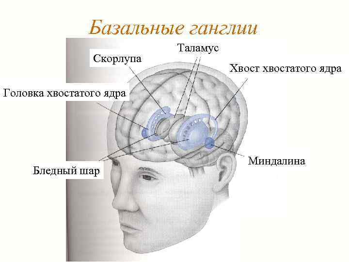 Базальные ганглии Скорлупа Таламус Хвост хвостатого ядра Головка хвостатого ядра Бледный шар Миндалина 